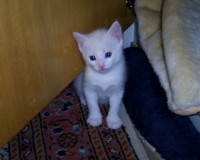 /album/fotogalerie-miezekatzen/flecki-1-jpg/